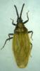 Catoplatus carthusianus